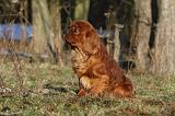 CAVALIER KING CHARLES 350